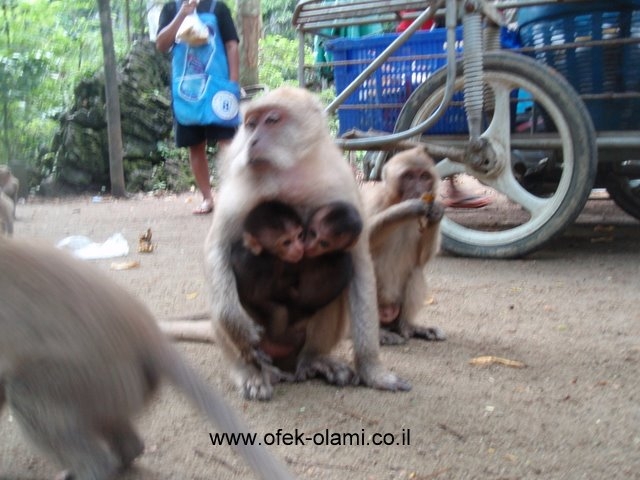 תאומי קופי מקוק בתאילנד -אופק עולמי,צילום דוד נתנאל - Makok monkies at Thailand -Ofek olami