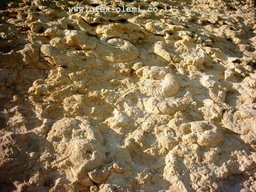 מה שנשאר מקיר האמוניטים במכתש רמון-אופק עולמי,צילום דוד נתנאל -Amonites Mitzpe Ramon,Israel -Ofek-Olami