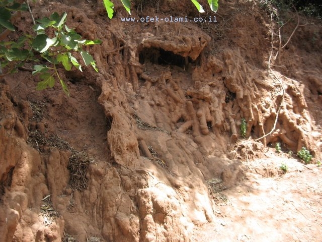 מאובנים של צומח ליד מפלי אוזוד במרוקו -אופק עולמי,צילום דוד נתנאל -fossils at cascade ouzoude morocco -Ofek-olami