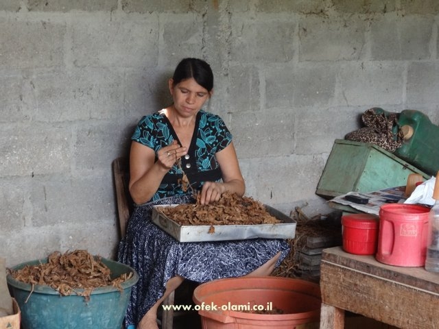 הכנת סיגרים בתנאים ביתיים -אופק עולמי,צילום דוד נתנאל - Manual work at Salvador -Ofek Olami,David Nethanel