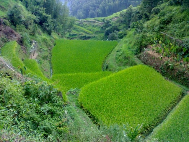 טרסות אורז בלונג שאנג,סין-אופק עולמי,צילום דוד נתנאל -rice fields,Long Sheng,China-Ofek-olami