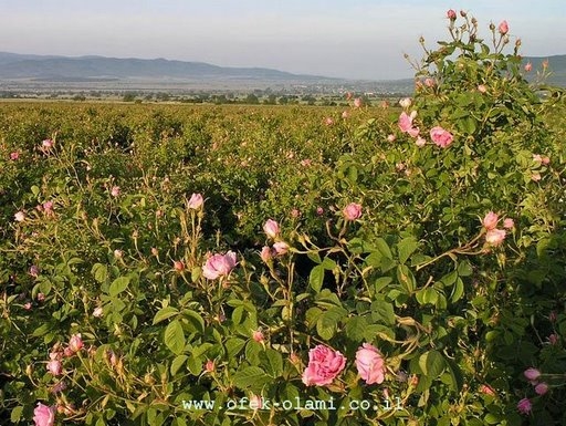 עם שחר יוצאות אלפי נערות חינניות לקטיף הורדים בעמק ורדים - אופק עולמי -Rose Vally Bulgaria -Ofek-Olami