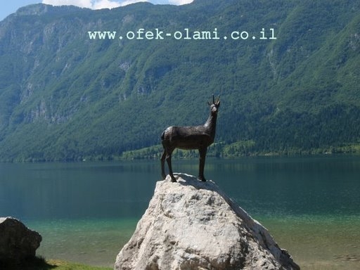 היעל בעל קרן הזהב,אגם בוהיני סלובניה-אופק עולמי,צילום דוד נתנאל -The Gold horn,Bohinj lake slovenia -Ofek-Olami