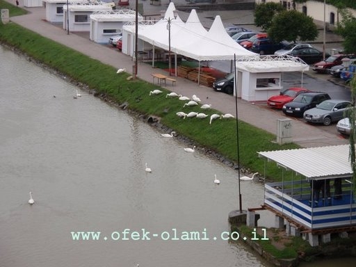 ברבורים משייטים בנהר הדראבה במריבור,סלובניה-אופק עולמי,צילום דוד נתנאל -Swans in Drava river,Maribor Slovenia -Ofek-Olami