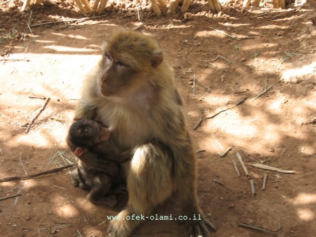 קוף מקק בשמורת מפלי אוזוד במרוקו-אופק עולמי,צילום דוד נתנאל-A Macaque monkey at cascade ouzoud in morocco -Ofek-Olami