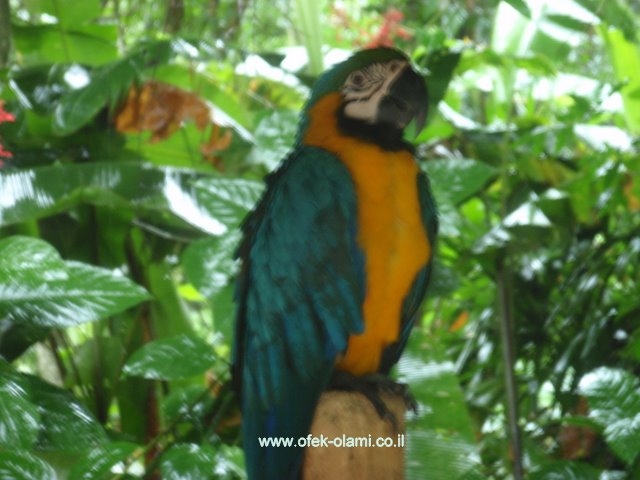 פארק הצפורים,פוז דו איגוואסו,ברזיל -אופק עולמי,צילום דוד נתנאל - Parque Das Aves Foz Do Iguacu-Ofek Olami