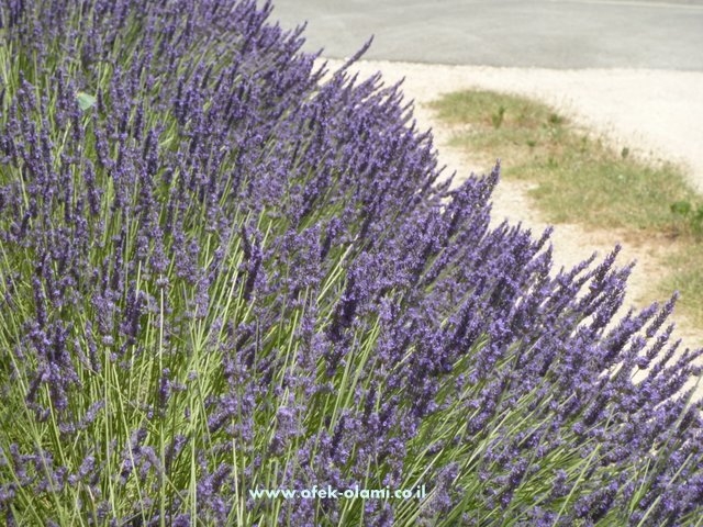 שדה לבנדר ליד גראס -אופק עולמי,צילום דוד נתנאל - Lavender Grasse France,Ofek Olami,David Nethanel