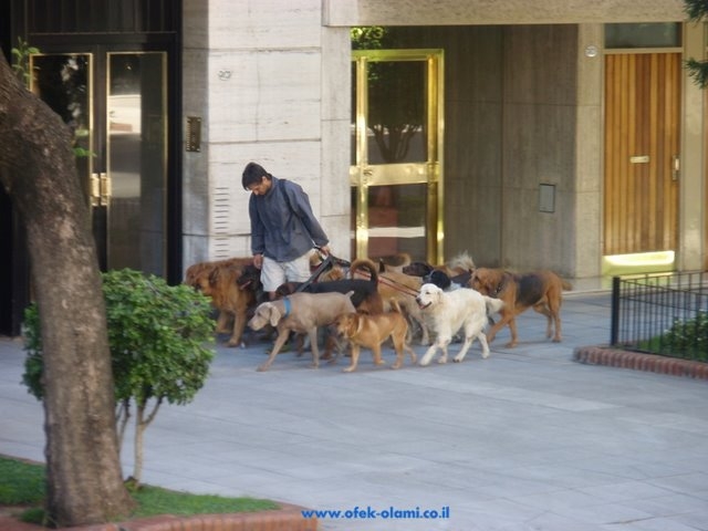 Dogs shaperd Buenos Aires -Ofek olami,David Nethanel -